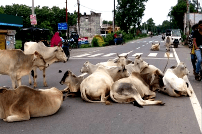 cow4042533304627335191